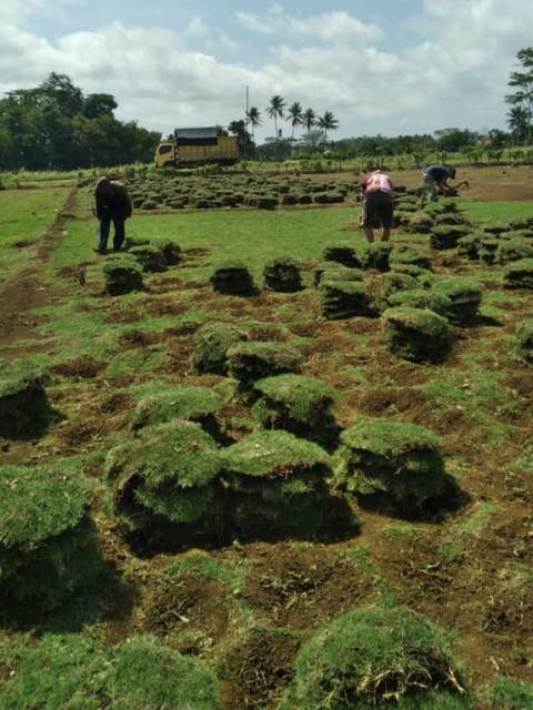 rumput taman