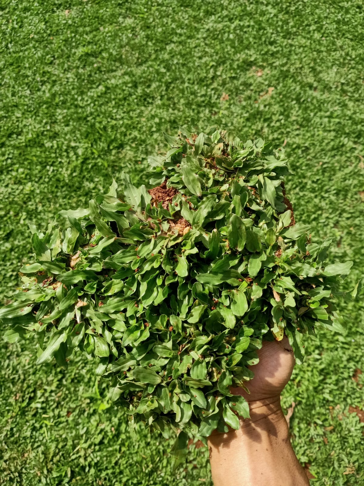 Jual rumput gajah mini