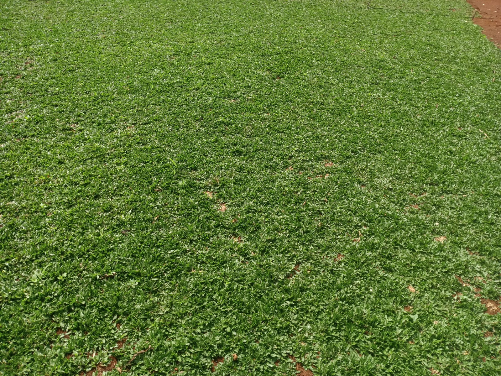 jual rumput gajah mini